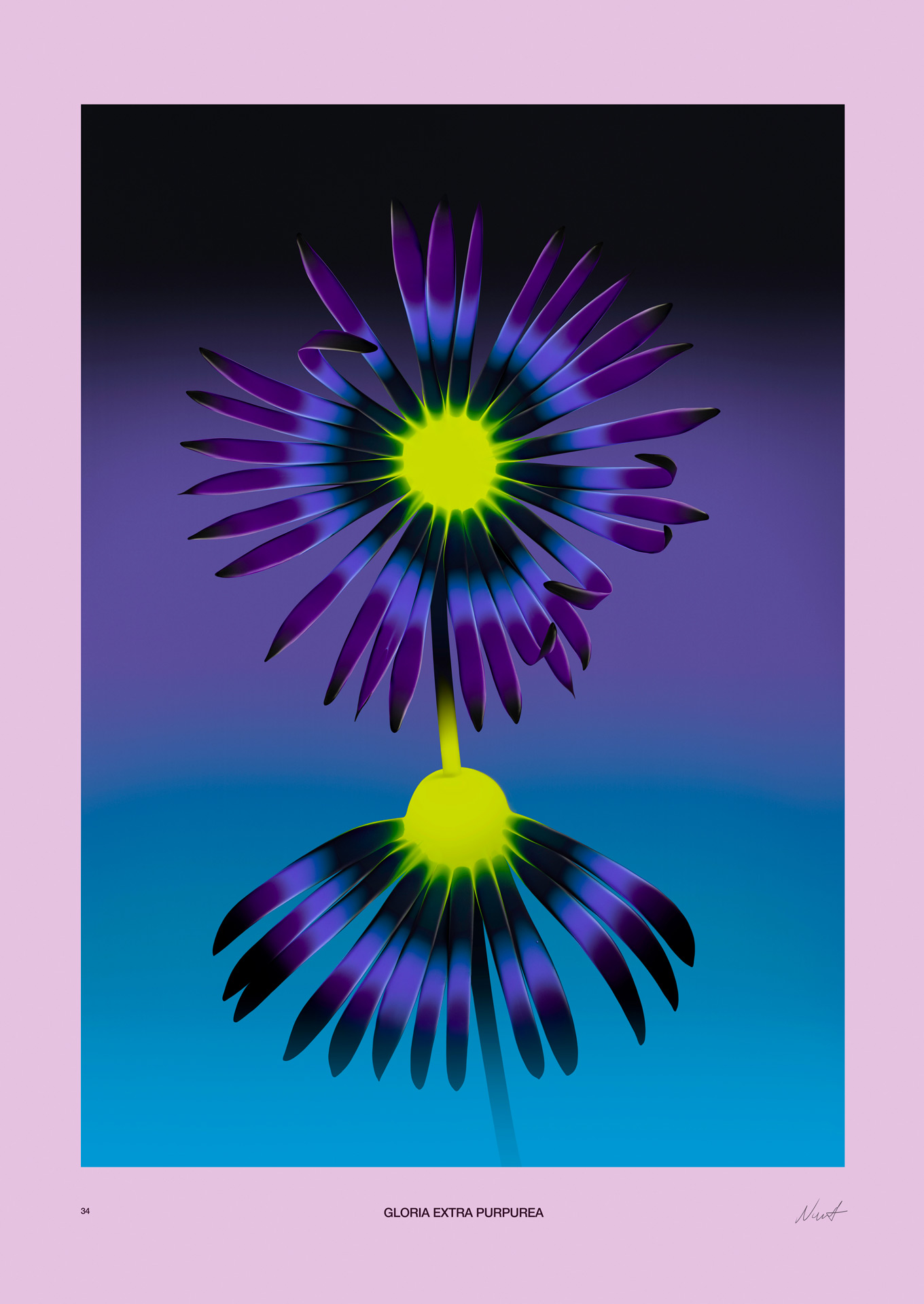 nolbert_weird_flowers_purpurea_f_n